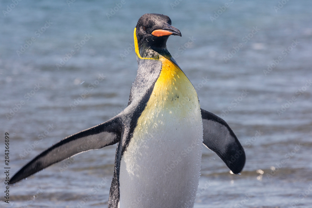 Fototapeta premium South Georgia Island, Salisbury Plains. King penguin emerging from water. Credit as Josh Anon / Jaynes Gallery / DanitaDelimont.com