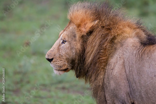 Male Lion  Close-up view  head and shoulders profile  looks  Ngorongoro Conservation Area  Tanzania