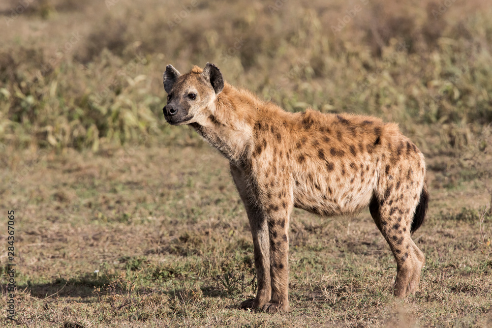 Africa, Tanzania, Serengeti. Spotted hyena (Crocuta crocuta). Africa, Tanzania, Serengeti. Spotted hyena (Crocuta crocuta).