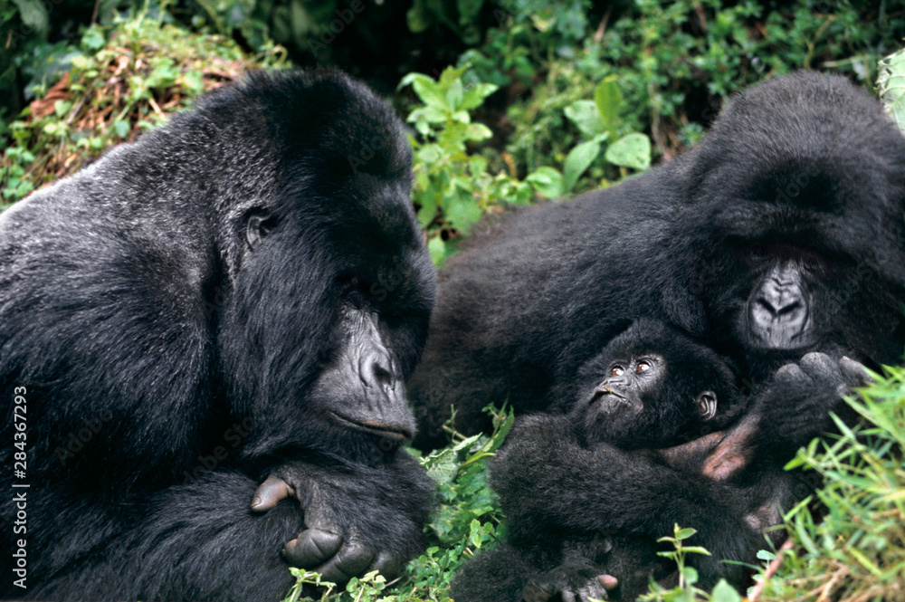 Obraz premium Zaire, Virungas National Park, Virungas Mountains. Wild mountain gorilla family in cloud forest habitat. 