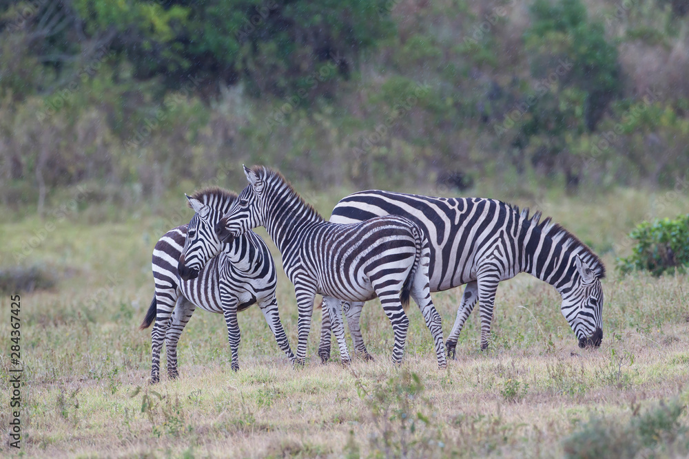 Three Plains Zebras (Equus quagg) in the grassland. Two are alert while one is foraging, Arusha National Park, Tanzania Three Plains Zebras (Equus quagg) in the grassland. Two are alert while one is foraging, Arusha National Park, Tanzania