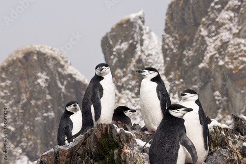 UK Territory, South Georgia Island, Cooper Bay. Chinstrap penguins on rocky ridge. 