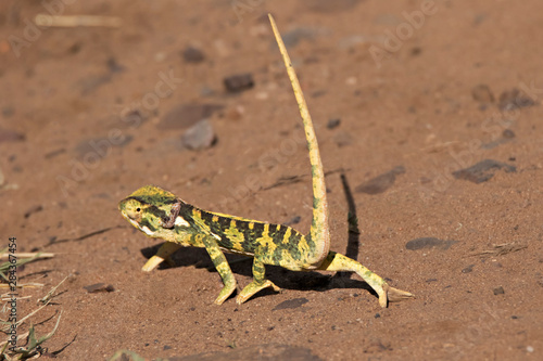 Africa  Tanzania  Serengeti. A flap necked chameleon  Chamaeleo dilepis  walking