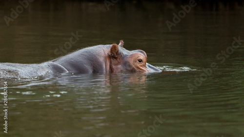 Africa, Zambia. Lone hippo in river.