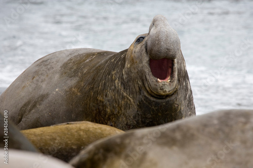 UK Territory, South Georgia Island. Bull elephant seal with mouth open. 