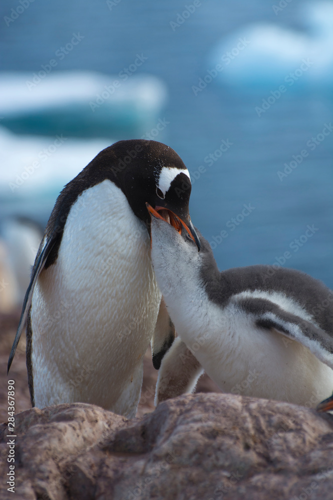 Fototapeta premium Antarctica. Neko Harbor. Gentoo Penguin (Pygoscelis papua) colony. Penguin feeding its chick.