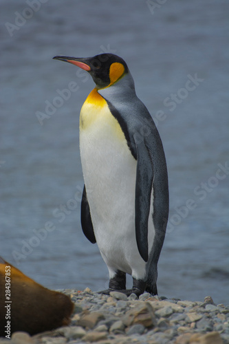 South Georgia. Stromness. King penguin (Aptenodytes patagonicus) on the beach.