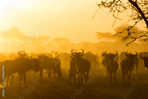 Herd of wildebeests silhouetted in golden dust made by the evening sun reflecting off the dust from their migration  Ngorongoro Conservation Area  Tanzania