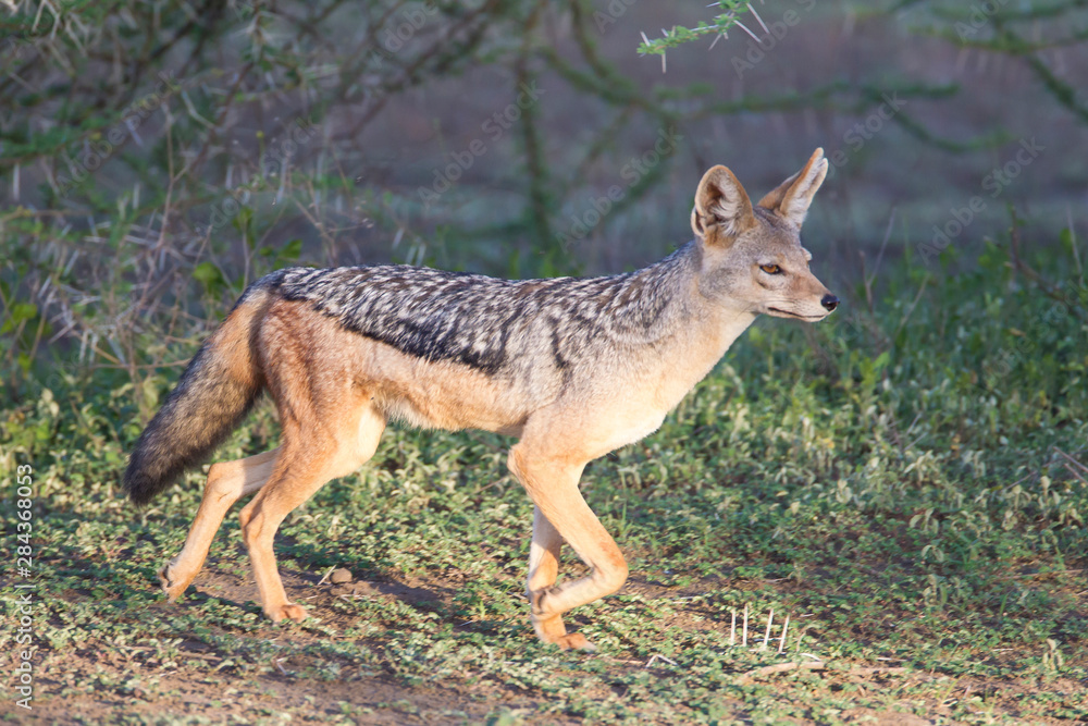 Paw raised, black-backed jackal walks through the jungle, profile view, Close-up, Ngorongoro Conservation Area, Tanzania Paw raised, black-backed jackal walks through the jungle, profile view, Close-up, Ngorongoro Conservation Area, Tanzania