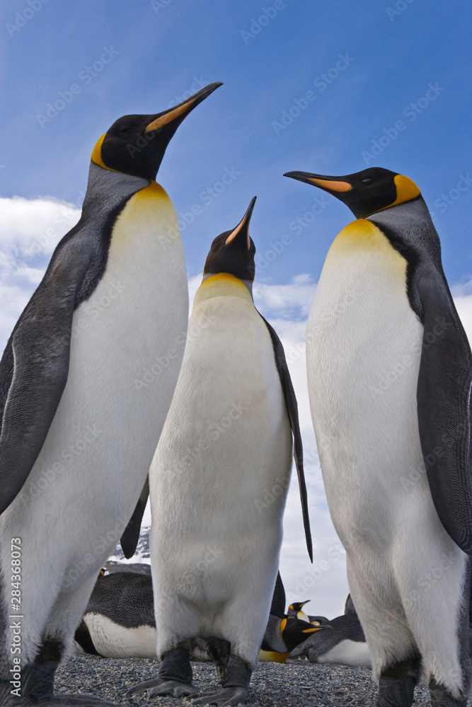 Obraz premium UK Territory, South Georgia Island, St. Andrews Bay. Close-up of three king penguins. 