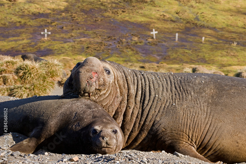 UK Territory, South Georgia Island. Bull elephant seal with harem female, and Norwegian graves in background. 