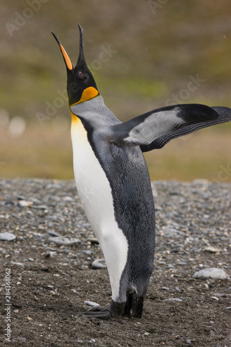 Antarctica  South Georgia  Salisbury Plain. King penguin trumpeting to its mate on the beach. 