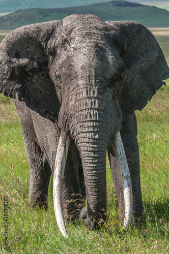 Africa  Elephant