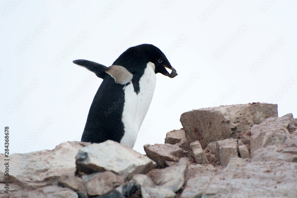Obraz premium Antarctica. Petermann Island. Adelie penguin (Pygoscelis adeliae) carrying a stone.