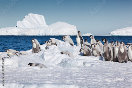 Cape Washington, Antarctica. Emperor Penguin Chicks