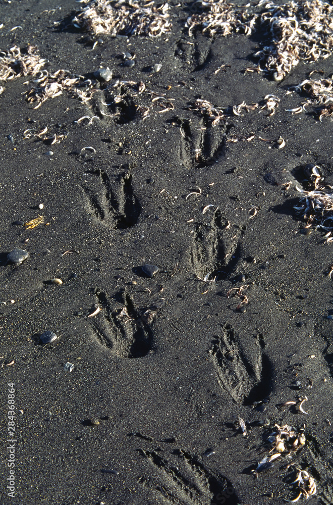 Southern Ocean, South Georgia Island. Tracks of a King Penguin (Aptenodytes patagonicus) in sand Southern Ocean, South Georgia Island. Tracks of a King Penguin (Aptenodytes patagonicus) in sand