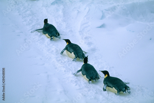 Slika na platnu Emperor Penguins, (Aptenodytes forsteri), Tobogganing, Ross Sea, Antarctica