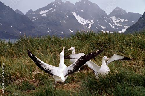 Southern Ocean, South Georgia Island, Prion Island. Wandering Albatross courtship ritual with South Georgia Island in the background photo