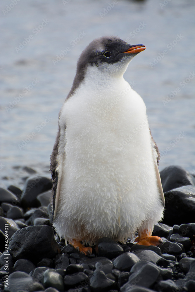Obraz premium Antarctica. Brown Bluff. Gentoo penguin (Pygoscelis papua) chick.