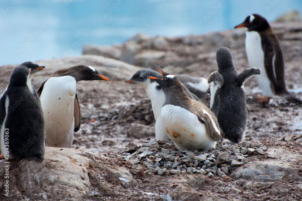Naklejka premium Antarctica. Neko Harbor. Gentoo Penguin (Pygoscelis papua) colony. Chicks pester a penguin with a tiny chick.