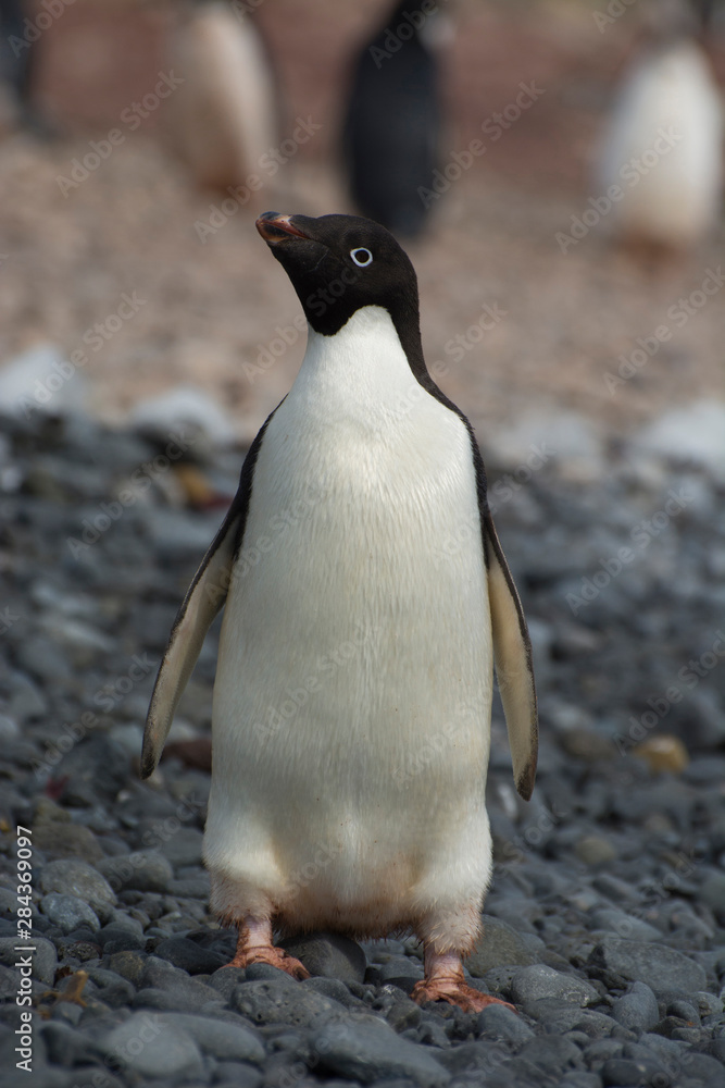 Obraz premium Antarctica. Brown Bluff. Adelie penguins (Pygoscelis adeliae)