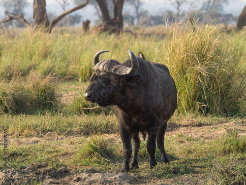 Africa, Zambia. Cape buffalo male close-up. © Jaynes Gallery/Danita Delimont