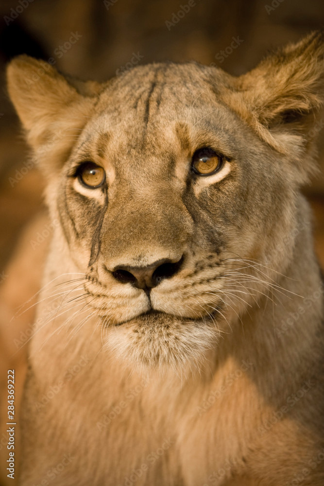 Livingstone, Zambia, Africa. Close-up of a lioness. Livingstone, Zambia, Africa. Close-up of a lioness.