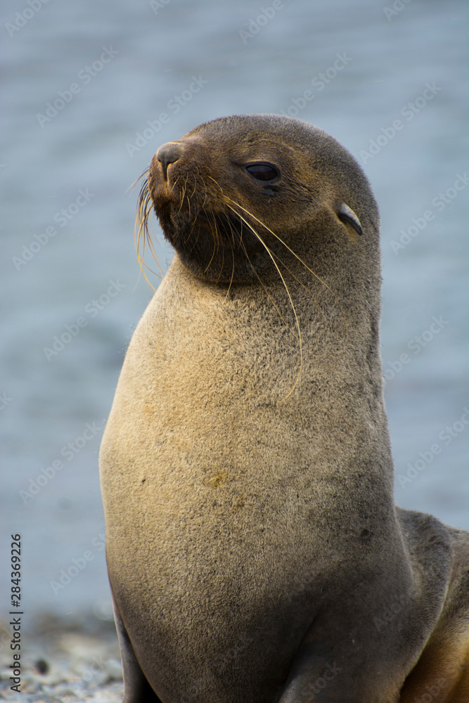 Fototapeta premium South Georgia. Stromness. Antarctic fur seal (Arctocephalus gazella).