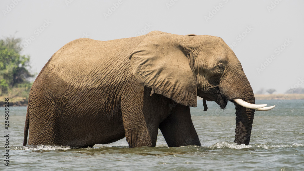 Obraz premium Africa, Zambia. Elephant in Zambezi River.