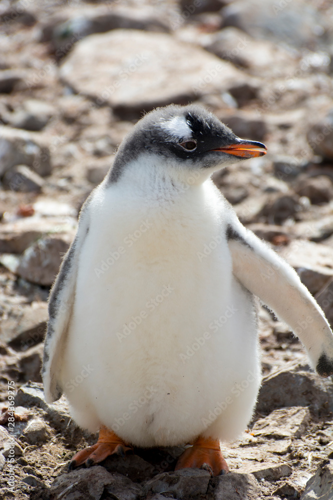 Fototapeta premium Antarctica. Neko Harbor. Gentoo Penguin (Pygoscelis papua) colony. Penguin chick.
