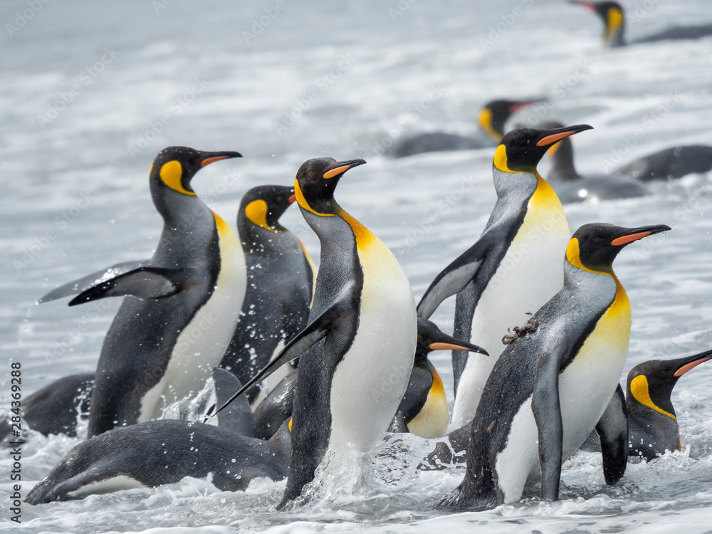 Obraz premium King Penguin (Aptenodytes patagonicus) on the island of South Georgia, the rookery on Salisbury Plain in the Bay of Isles. Adults coming ashore.