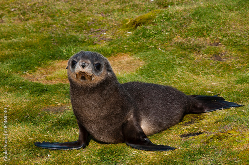 South Georgia. Salisbury Plain. Antarctic fur seal (Arctocephalus gazella) pup. photo