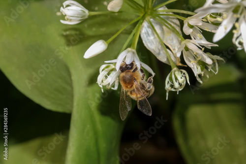 Honigbiene aneiner Bärlauchblüte, Apis mellifera