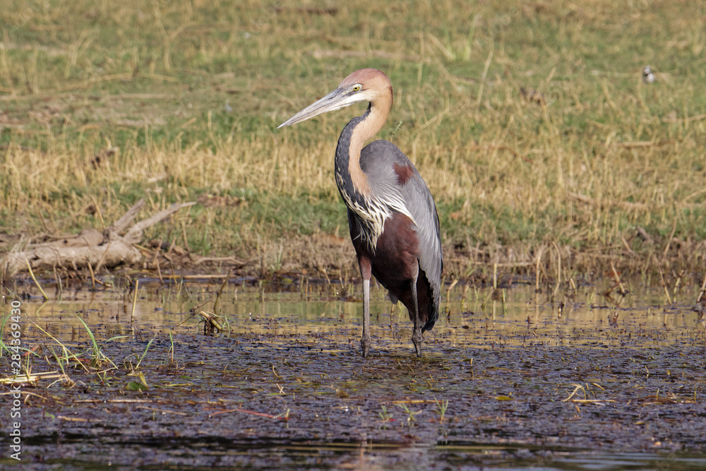 A Goliath Heron, (Ardea goliath) stands in the Zambezi river looking for food, Zimbabwe, Africa.