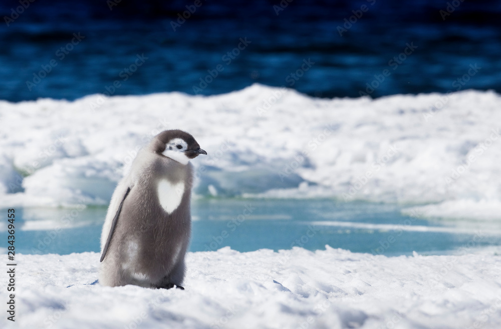 Obraz premium Cape Washington, Antarctica. An Emperor penguin chick with heart on its chest walks on the ice.