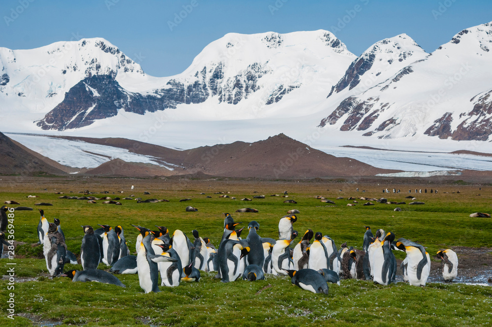 Fototapeta premium South Georgia. Salisbury Plain. King penguins (Aptenodytes patagonicus).