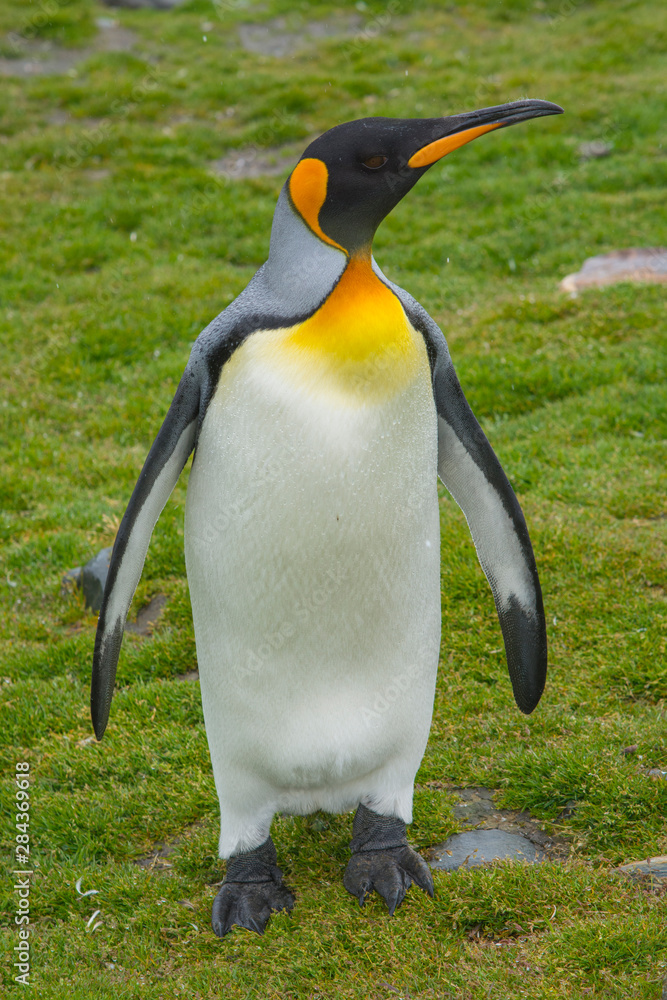 Fototapeta premium South Georgia. Saint Andrews. King penguin (Aptenodytes patagonicus).