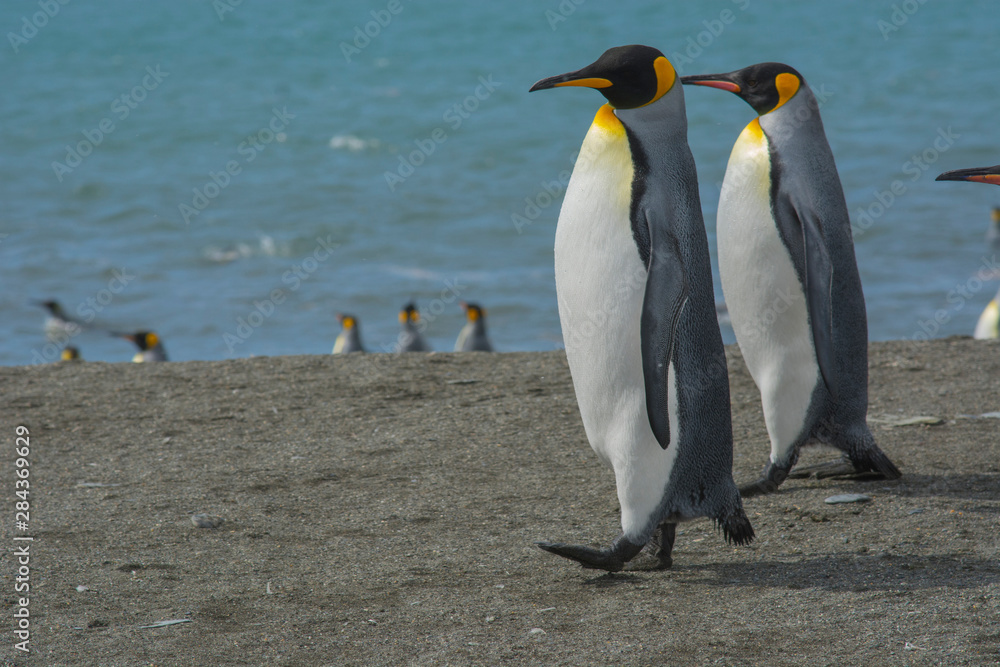 Fototapeta premium South Georgia. Saint Andrews. King penguins on the beach.