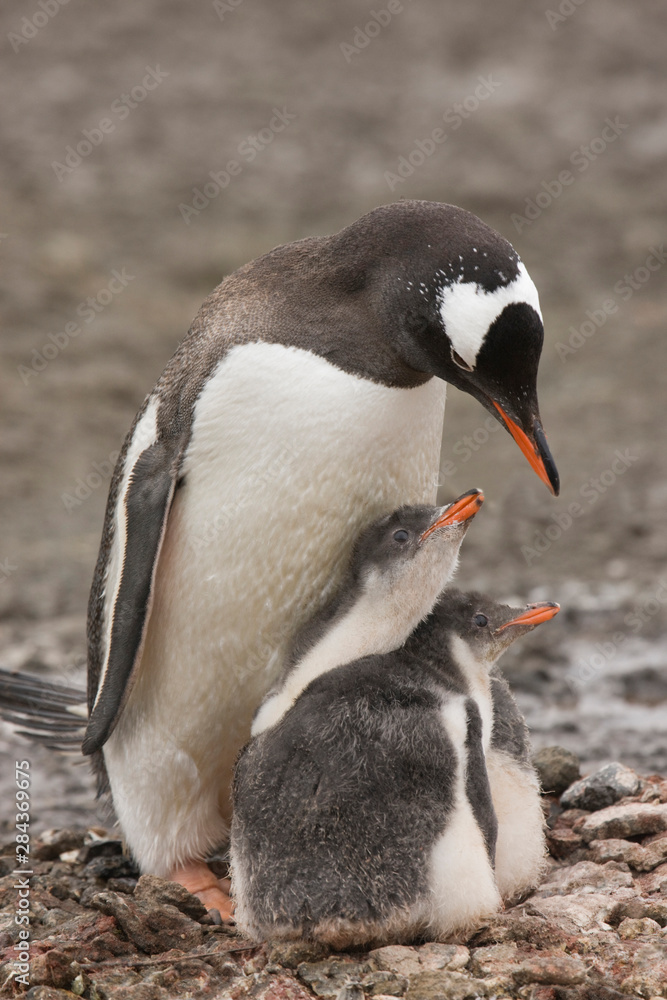 Naklejka premium Antarctica, Aitcho Island. A gentoo penguin parent protects its pair of chicks from predator skua birds.