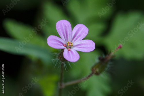 Vor einem unscharfen Hintergrund isolierte lila Blume mit offenen Blättern bei diffusem Sonnelicht im Sommer im Garten