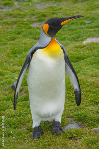 South Georgia. Saint Andrews. King penguin (Aptenodytes patagonicus).