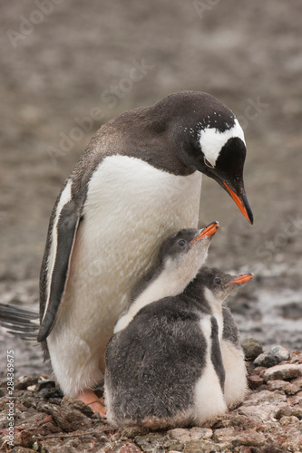 Antarctica, Aitcho Island. A gentoo penguin parent protects its pair of chicks from predator skua birds.  photo