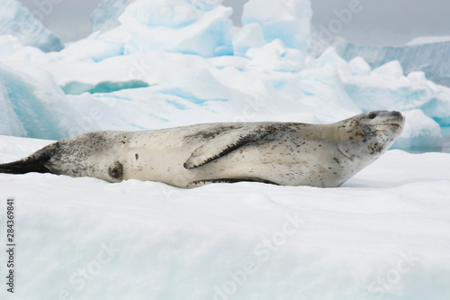 Antarctica. Charlotte Bay. Leopard seal (Hydrurga leptonyx) sleeping on an ice floe.