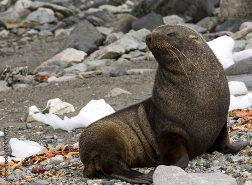 Antarctic fur seal on beach in Antarctica