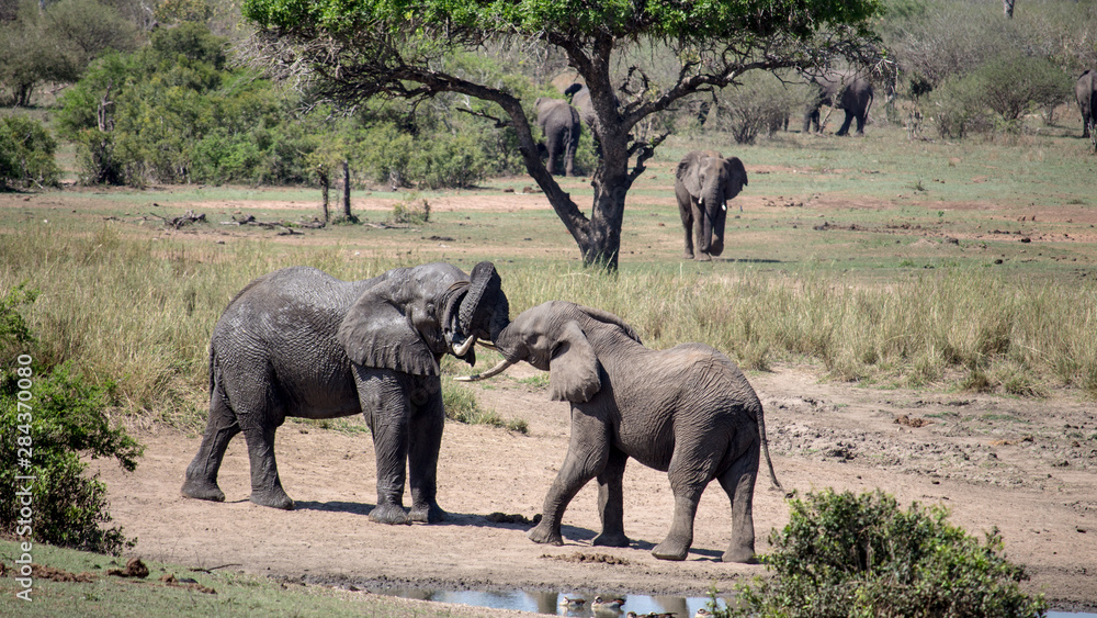 Fototapeta premium Two Playing Elephants in South Africa