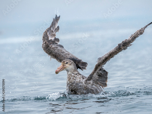 Northern Giant Petrel or Hall's Giant Petrel (Macronectes halli) bathing in the Bay of Isles near Prion Island on South Georgia. photo