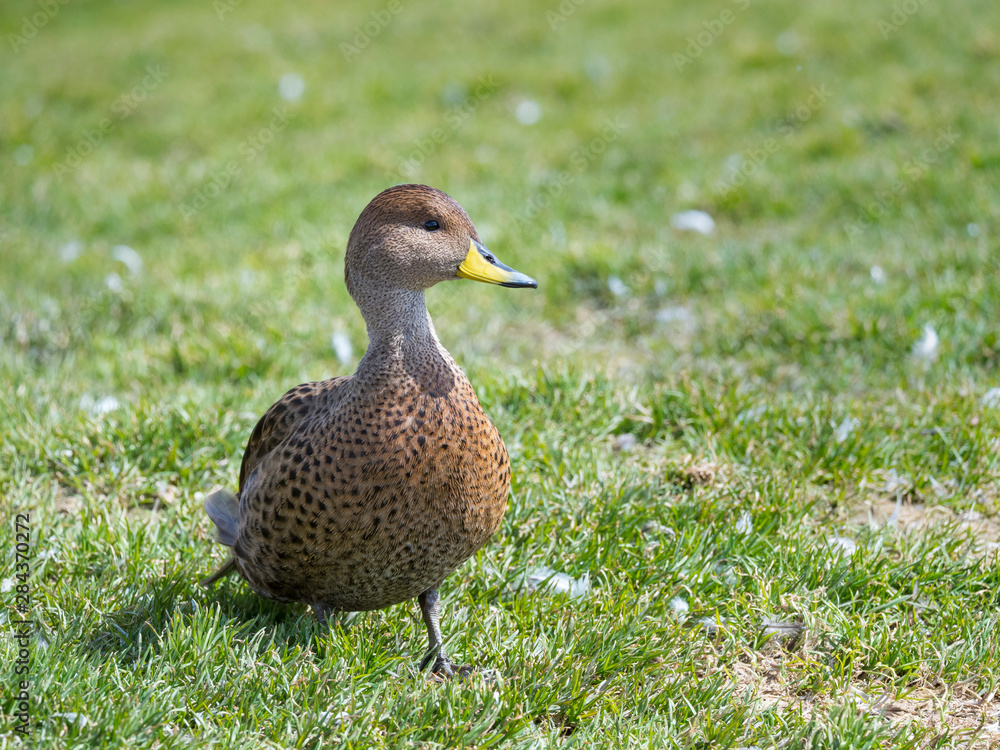 Φωτογραφία Yellow-billed Pintail (Anas georgica georgica) endemic to South Georgia