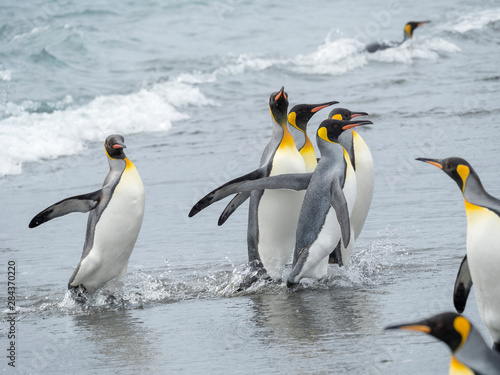 King Penguin (Aptenodytes patagonicus) on the island of South Georgia, the rookery on Salisbury Plain in the Bay of Isles. Adults coming ashore.