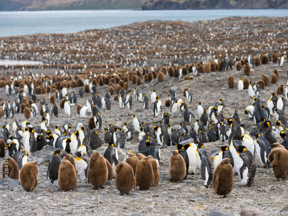 Obraz premium King Penguin (Aptenodytes patagonicus) on the island of South Georgia, rookery in St. Andrews Bay.