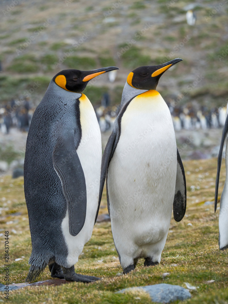 Fototapeta premium King Penguin (Aptenodytes patagonicus) on the island of South Georgia, rookery in St. Andrews Bay.